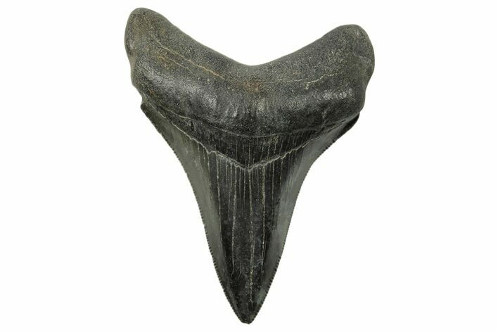 Serrated, Fossil Megalodon Tooth - South Carolina #383698